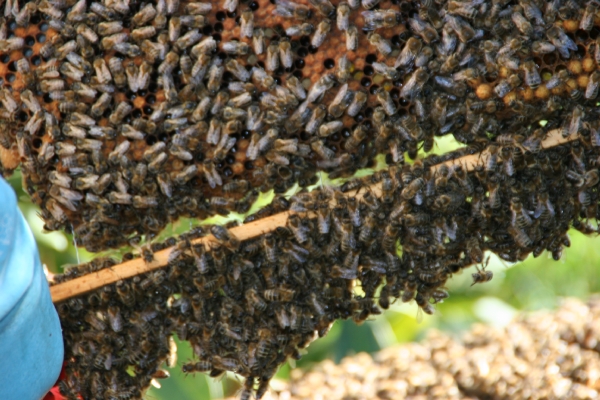 Bienenbärte