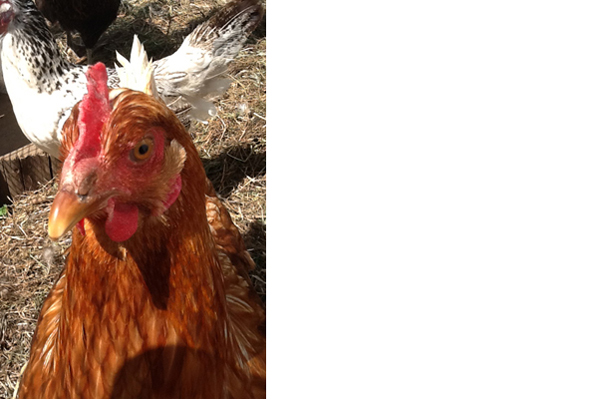 Birgit - das Huhn mit Charakter - die Überfliegerin